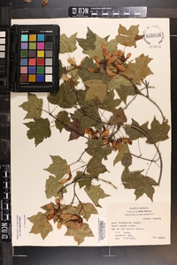 Acer leucoderme image