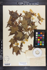 Acer leucoderme image