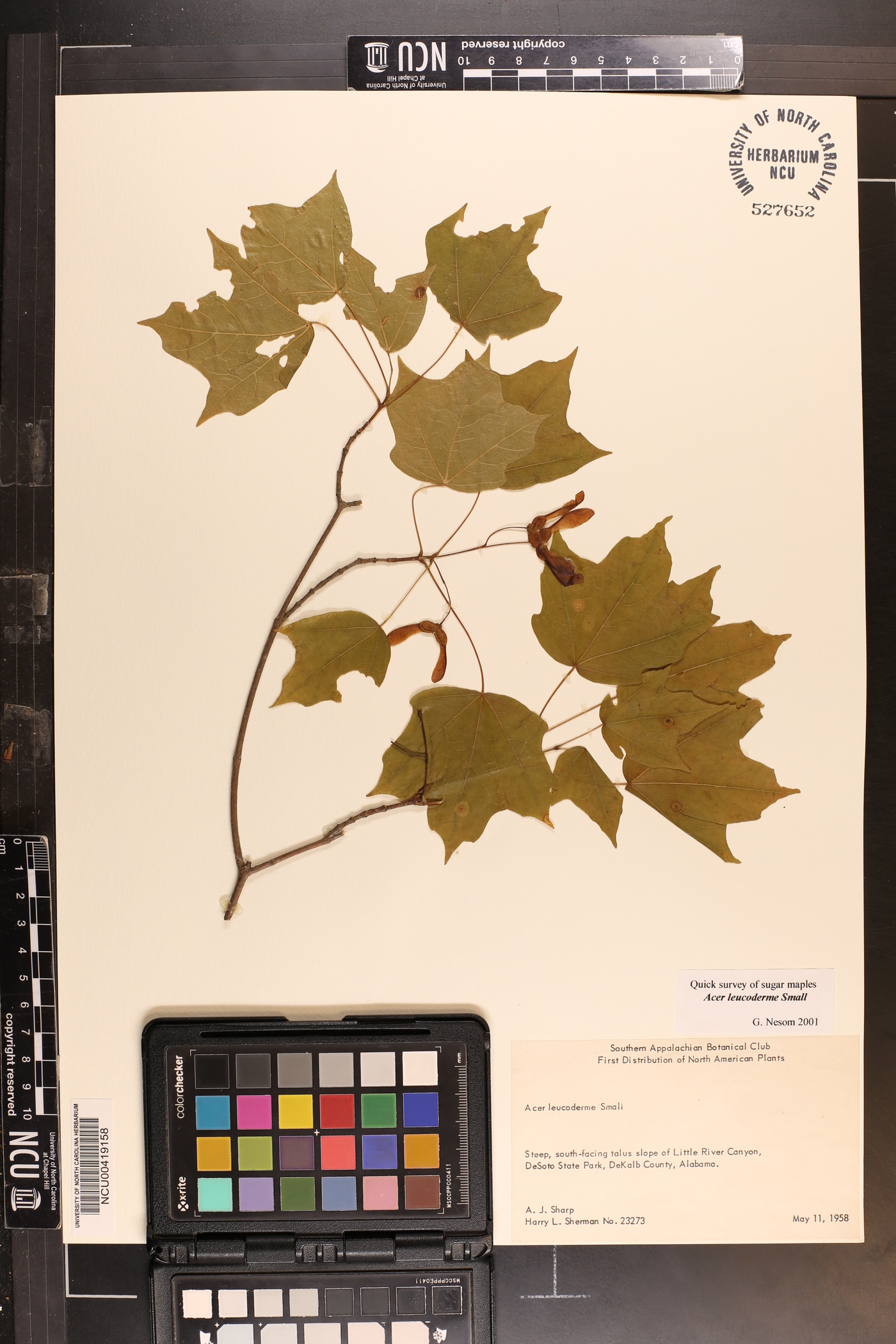 Acer leucoderme image