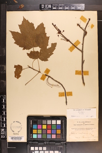 Acer rubrum var. rubrum image