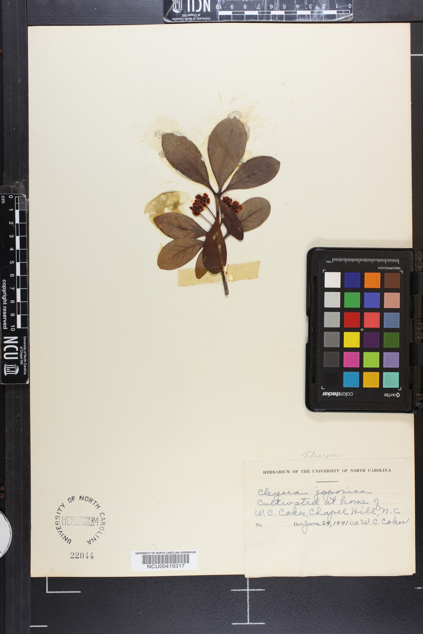 Cleyera japonica image