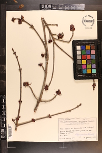 Acer rubrum var. drummondii image