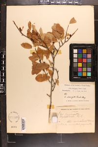 Ilex laevigata image