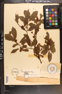 Ilex laevigata image