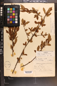 Ilex laevigata image