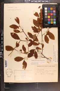 Ilex laevigata image