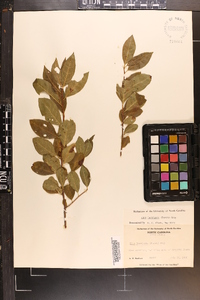 Ilex laevigata image