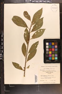 Ilex laevigata image