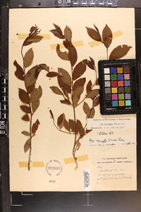 Ilex laevigata image