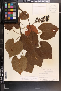 Vitis aestivalis var. aestivalis image