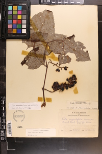 Vitis aestivalis var. aestivalis image