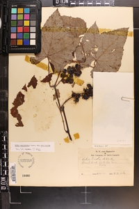 Vitis aestivalis var. aestivalis image