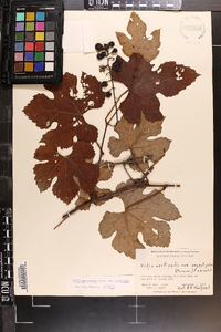 Vitis aestivalis var. aestivalis image