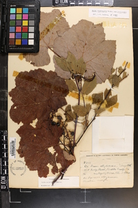 Vitis aestivalis var. aestivalis image