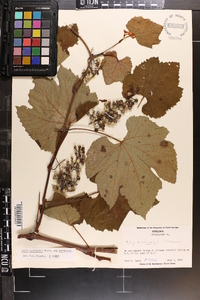 Vitis aestivalis var. aestivalis image