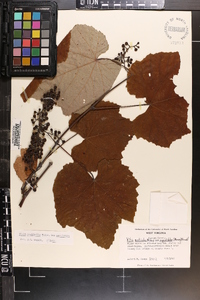 Vitis aestivalis var. aestivalis image