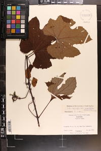 Vitis aestivalis var. argentifolia image