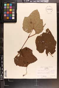 Vitis aestivalis var. argentifolia image