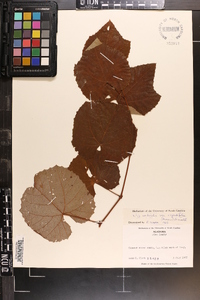 Vitis aestivalis var. argentifolia image