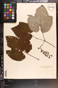 Vitis aestivalis var. argentifolia image