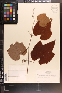 Vitis aestivalis var. argentifolia image