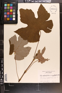 Vitis aestivalis var. argentifolia image