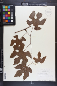 Vitis aestivalis var. argentifolia image