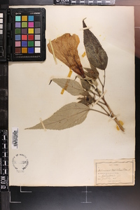 Hibiscus moscheutos image