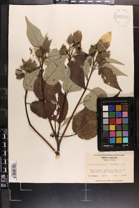 Hibiscus moscheutos image