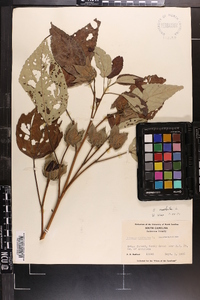 Hibiscus moscheutos image