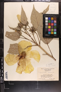 Hibiscus moscheutos image