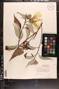 Hibiscus moscheutos image