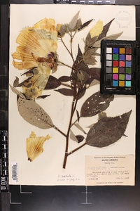 Hibiscus moscheutos image