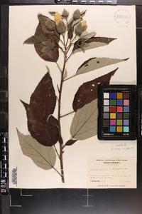 Hibiscus moscheutos image