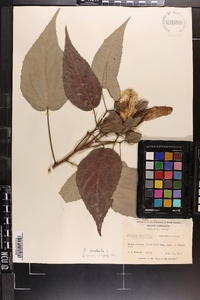 Hibiscus moscheutos image