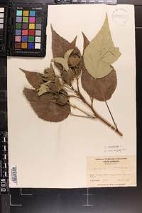 Hibiscus moscheutos image