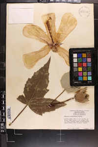 Hibiscus grandiflorus image