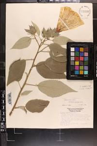 Hibiscus moscheutos image