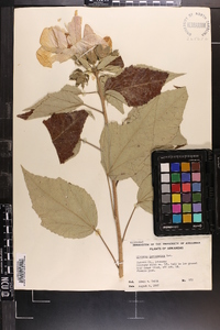 Hibiscus lasiocarpos image