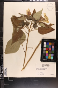 Hibiscus lasiocarpos image