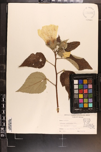 Hibiscus lasiocarpos image