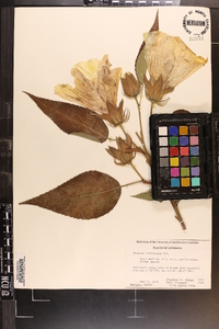 Hibiscus lasiocarpos image