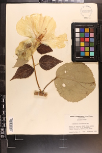 Hibiscus lasiocarpos image