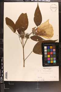 Hibiscus lasiocarpos image