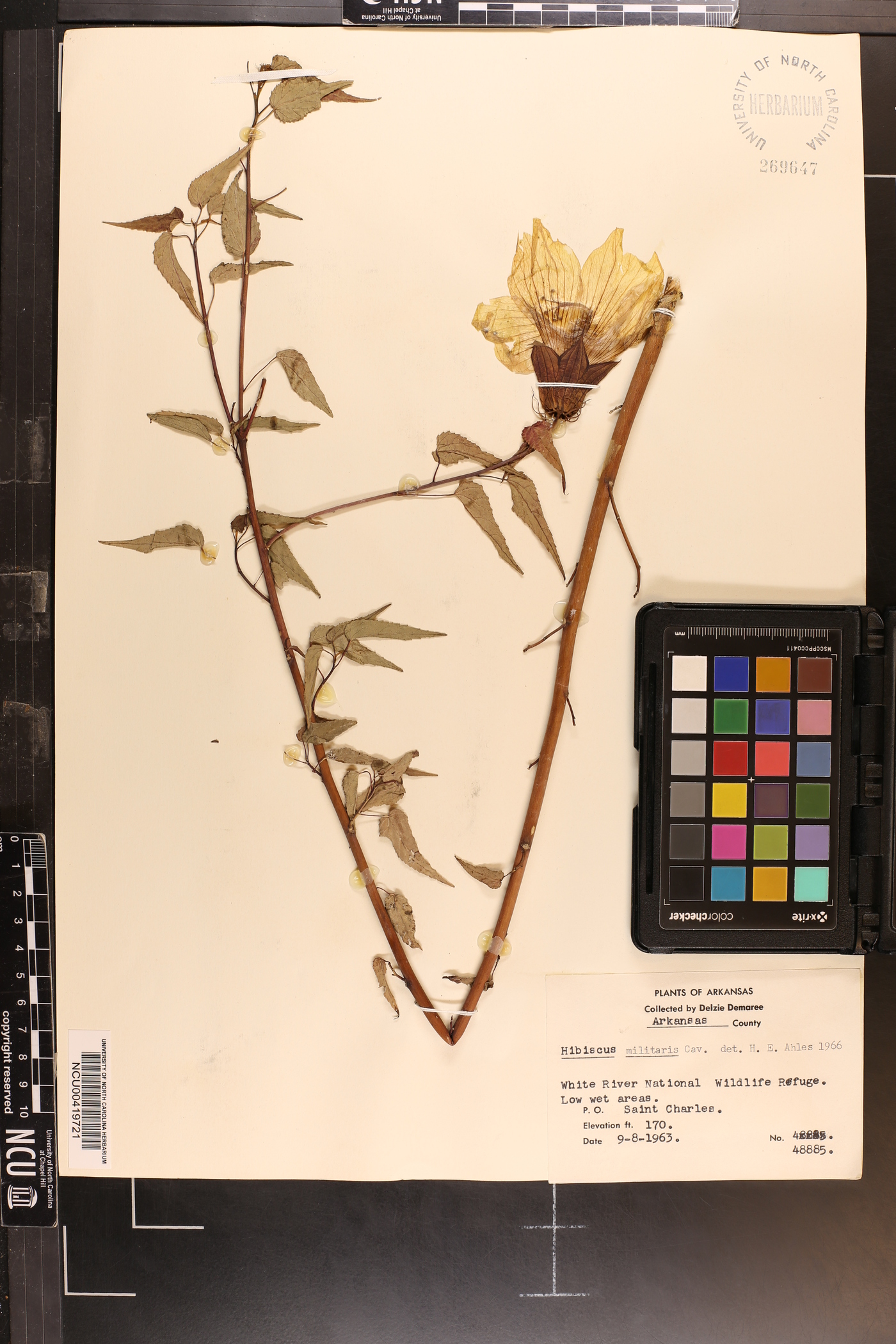 Hibiscus militaris image