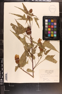 Hibiscus militaris image