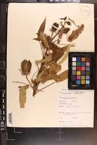 Hibiscus militaris image