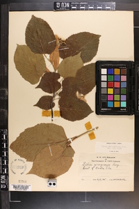 Tilia americana var. caroliniana image