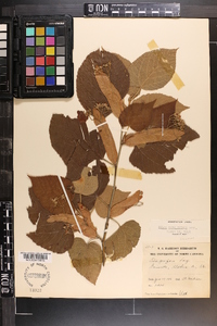 Tilia americana var. caroliniana image