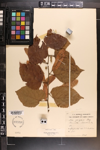 Tilia americana var. caroliniana image